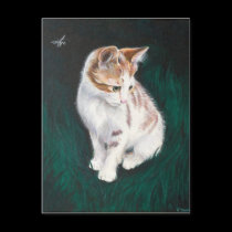 Lost Cat Postcard