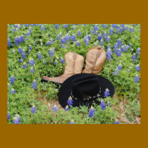 Lost in Bluebonnets posters