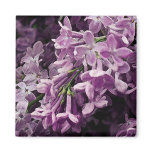 Lost in Lilac magnets