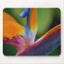 Lost In Paradise Mouse Pads