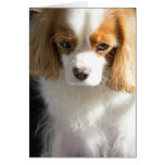 Lost In Thought Cavalier King Charles Spaniel Card