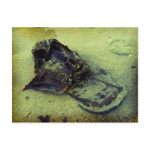 Lost Postcard
