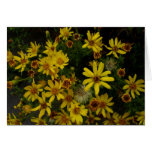 lots of little daisies (rabbit bush) card