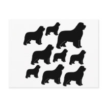 Lots of Newfoundland dogs Post Card