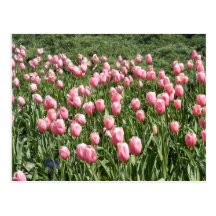 LOTS OF TULIPS POSTCARDS