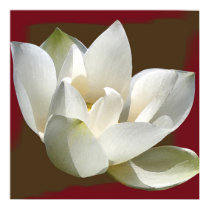 lotus1 posters by erin51583 lotus1 posters
