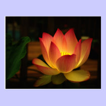 Lotus 1 postcards