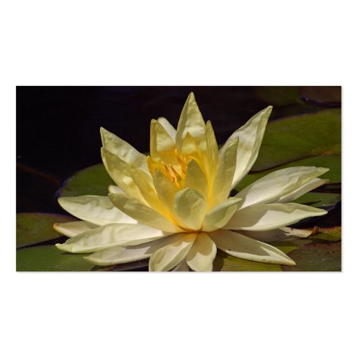 Lotus At The Reflecting Pond In Balboa Park Business Card Template (back side)