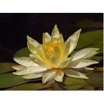 Lotus At The Reflecting Pond In Balboa Park photo sculptures by lifesphere Lotus At The Reflecting Pond In Balboa Park photo sculptures