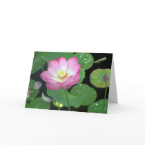 Lotus Beauty cards