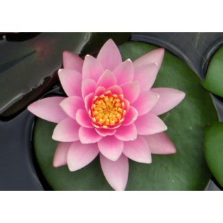 Lotus Blossom #1 card
