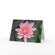 Lotus Blossom #1 cards