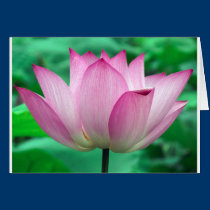 lotus blossom cards