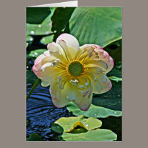 Lotus Blossom cards