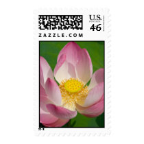 Lotus Blossom stamps