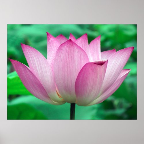 Lotus Blossom print