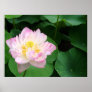 Lotus Blossom Poster