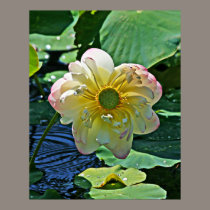 Lotus Blossom Poster posters