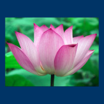 Lotus Blossom posters