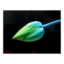 Lotus Bud posters