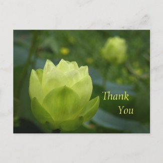 Lotus Buds Thank You Postcard