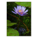 Lotus cards by kudbegud Lotus cards