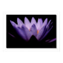 Lotus Dawn posters by LimpoGraphics Lotus Dawn posters