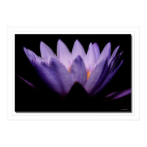 Lotus Dawn posters
