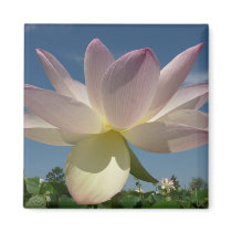 Lotus Flower and Blue Sky Magnet