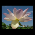 Lotus Flower and Blue Sky Poster Print