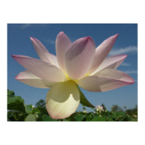 Lotus Flower and Blue Sky Poster Print