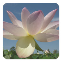 Lotus Flower and Blue Sky Sticker