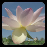 Lotus Flower and Blue Sky Sticker