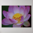 Lotus flower and its meaning posters