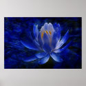 Lotus flower and its meaning poster