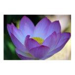 lotus, lily, flower, floral, flower meaning,