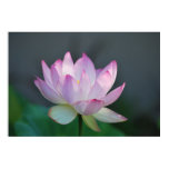 lotus, lily, flower, floral, flower meaning,