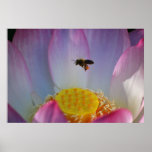 Lotus flower and its meaning posters