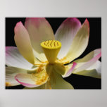 Lotus flower and its meaning posters