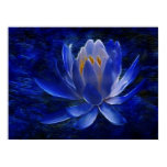 lotus, lily, flowers, flower, floral, flower