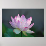 Lotus flower and its meaning print