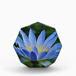 Lotus flower and meaning awards