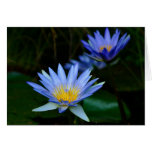 Lotus flower and meaning card