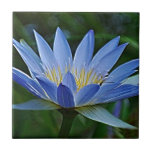 Lotus flower and meaning ceramic tiles