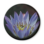 Lotus flower and meaning refrigerator magnets