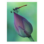 Lotus flower bud and a dragonfly postcards
