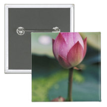 Lotus flower bud, Hangzhou, Zhejiang Province, Pinback Buttons