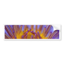 lotus  flower bumper stickers