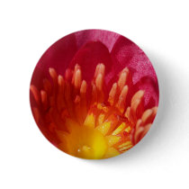 lotus  flower buttons