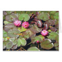 Lotus Flower cards